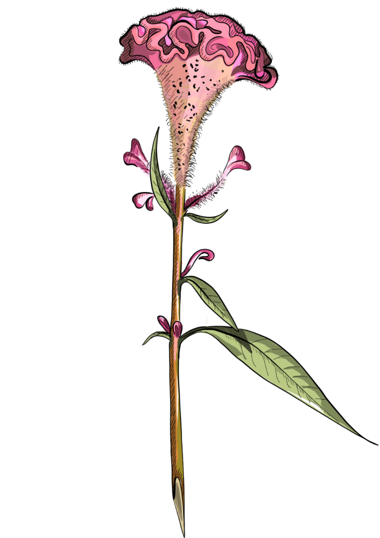 Celosia cristata illustration
